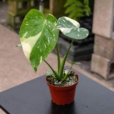 Tropical Monstera Thai Constellation – Variegação impressionante, raízes fortes, usado comprar usado  Enviando para Brazil