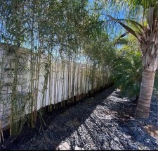 Yedake arrow bamboo for sale  Apopka