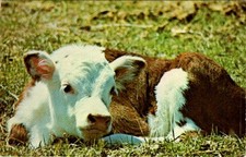 Calf nebraska beef for sale  Southampton