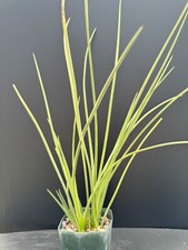 Agave striata ssp. for sale  Marana