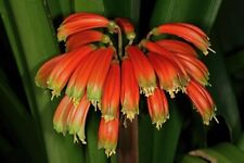 Clivia gardenll. tender for sale  EVESHAM