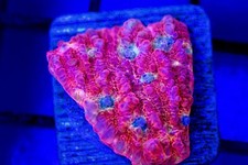Love portion chalice for sale  Placentia