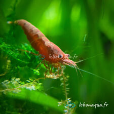 Lot crevettes sakura d'occasion  Rennes-