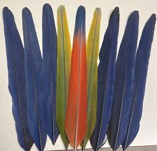 Macaw tail feathers for sale  Chinle