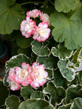 Geranien pelargonien uaito gebraucht kaufen  Everswinkel