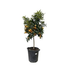 Kumquat zitrusfrucht zwergoran gebraucht kaufen  Düsseldorf