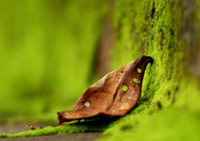 Last dry leaf for sale  Denton