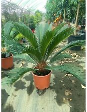 Pianta cycas revoluta usato  Italia