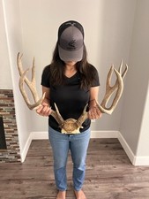 Mule deer antlers for sale  Sparks