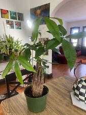 Pachira stump money for sale  Evanston