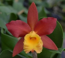 Rlc lily marie for sale  Fleming Island