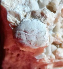 Crabe fossile paléocène d'occasion  Cuxac-d'Aude