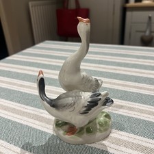 Goose geese rare for sale  HEREFORD