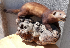 Tierpräparat marder ausgestop gebraucht kaufen  Glauchau