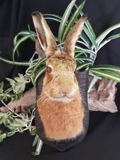 Taxidermy mounted hare for sale  SHEFFIELD
