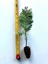 Incense cedar tree for sale  Albany