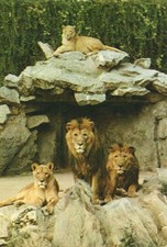 lowen frankfurt gebraucht kaufen lowen frankfurt gebraucht kaufen  Berlin