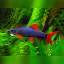 Rainbow sharks red for sale  Haslet