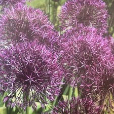 Allium purple rain for sale  CANTERBURY