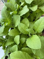 Golden virginia plant for sale  KILMARNOCK