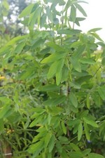 Tropical seeds codariocalyx for sale  Willis