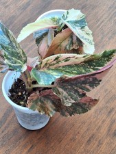 Begonia ginny galaxy usato  Spedire a Italy