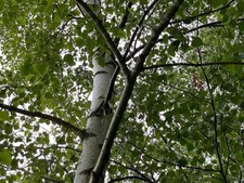 Large silver birch for sale  KING'S LYNN