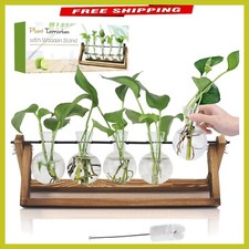 glass vases indoor plants for sale glass vases indoor plants for sale Columbia