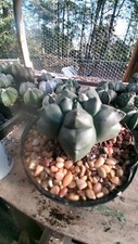 Astrophytum myrio update for sale  Monticello