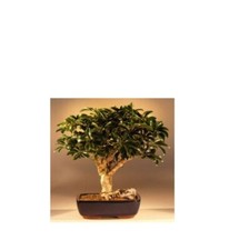 Hawaiian umbrella bonsai for sale  Patchogue