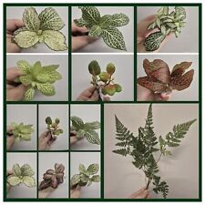 Terrarium plants bundle for sale  LONDON