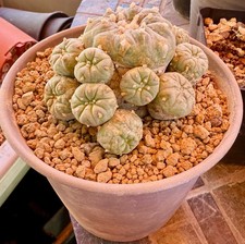 Astrophytum cacti plant for sale  Chino