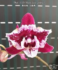 Phalaenopsis skb black for sale  New Castle