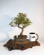 Chinese elm bonsai for sale  ELGIN