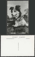 Welsh collie dog for sale  UK