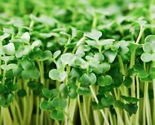 Organic broccoli microgreen for sale  Minneapolis