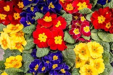 Polyanthus plants stella for sale Polyanthus plants stella for sale  BANBURY