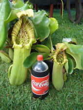 Nepenthes truncata pianta usato  Italia