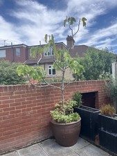 Extra large terracotta for sale  LONDON