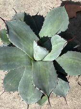 Agave parryi truncata for sale  Encinitas