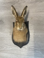 Taxidermy hare head for sale  BARNSLEY