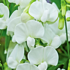 Everlasting pea lathyrus for sale  READING