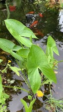 Broadleaf arrowhead rare for sale  Samson