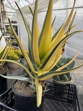 Aloe hércules half for sale  San Diego