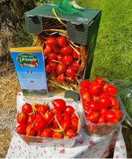 Vaschetta pomodoro del usato Vaschetta pomodoro del usato  Massa di Somma