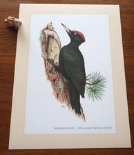 Schwarzspecht vogel kunstdruck gebraucht kaufen  Bad Oldesloe