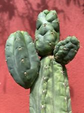 Cactus colonnari pachanoi usato  Caronia