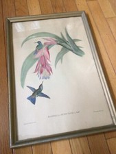 Usado, Placa de litografia John Gould Eucephala Hypocyanea beija-flor V  comprar usado  Enviando para Brazil