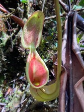 Nasiona nepenthes ephippiata, świeżo zebrane, 1 strąk, używany na sprzedaż  Wysyłka do Poland