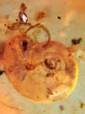 Rare burmite ambre d'occasion  Niort